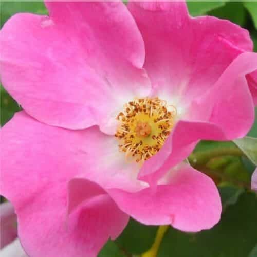 Mairose: A warm, honey-like, beautiful rose scent, CAUTION: In the fragrance lamp or diffuser it helps against depression and more- but also GREAT. Like all rose fragrances.