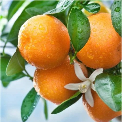 Orange bitter organic