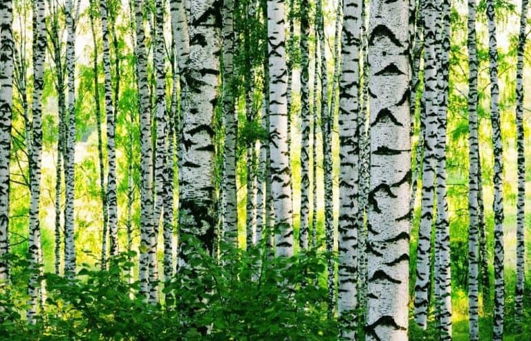 Birch bark