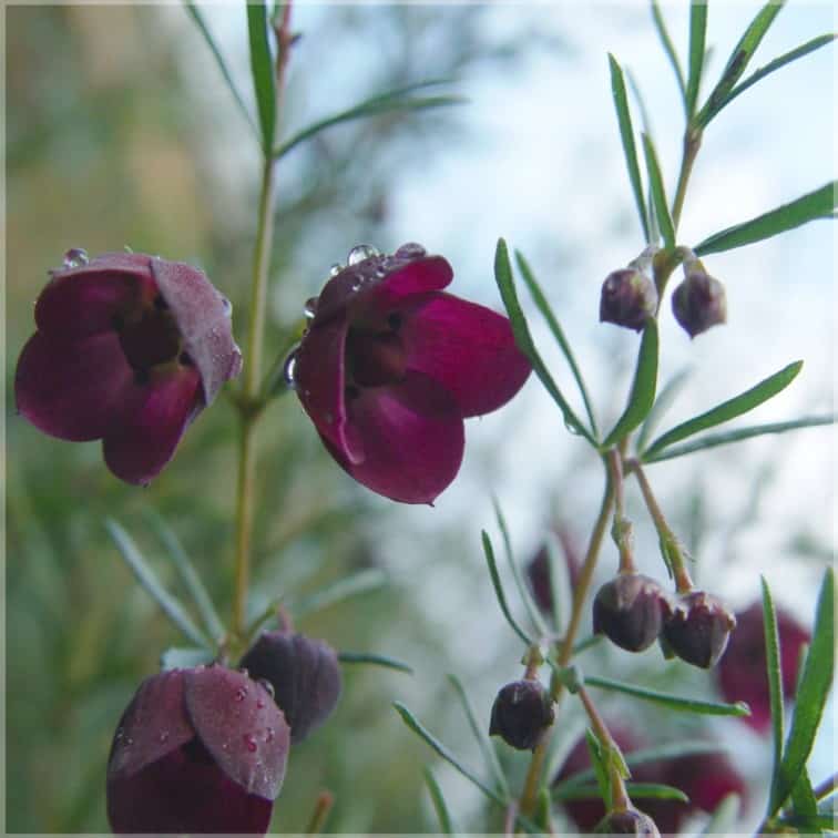 Boronia known as Scented Coral Rough.The smell is simply dreamlike.- and precious