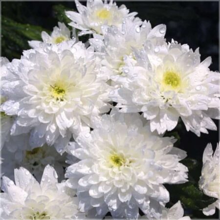 Chrysantheme absolue Ätherisches Öl