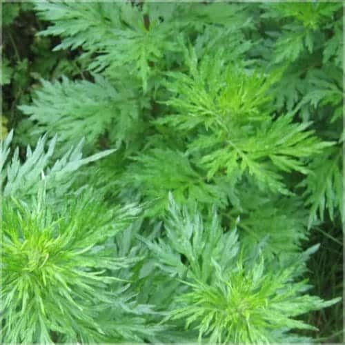 Davana (Artemisia pallens) - Uralte Heilpflanze mit wunderbaren Eigenschaften. Die Duftrichtung ist warm, süß und mangoartig.Erziet in kleinster Dosierung wunderbare Ergebnisse.