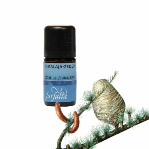 Himalayan cedar wild collection. Harmonious, pleasant and soft in fragrance.This oil conveys protection and security.In meditations, this oil finds our mental powers and promotes intuition.