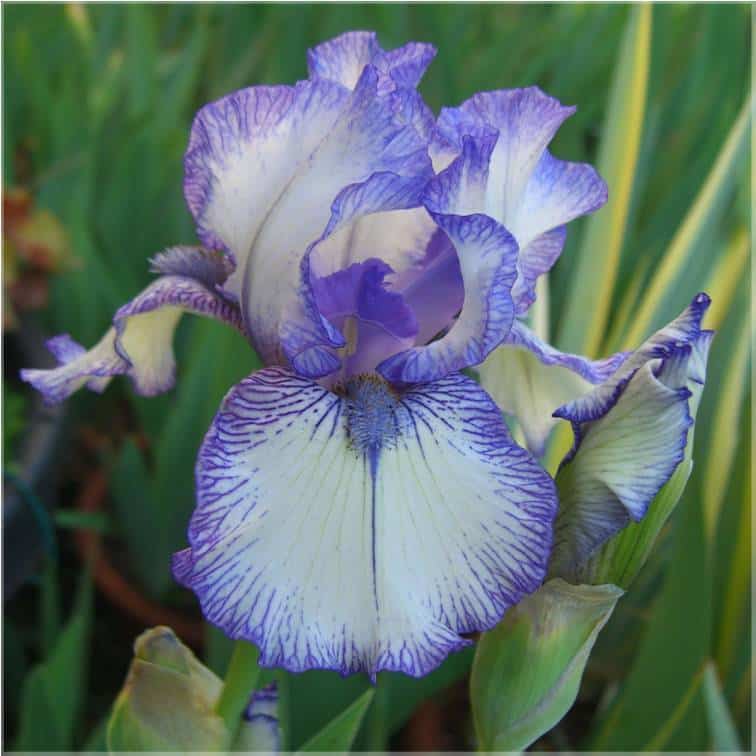 Iris root. It is an essential oil like water, air, fire and earth - universal and universal! A very strong fragrance - of a very precious essential oil.