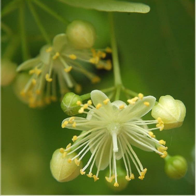 linden blossom 10percent organic essential oil. The oil smells intensely of flowers and honey. The sweet scent of the lime blossoms not only beguiles bees and bumblebees, but also humans.