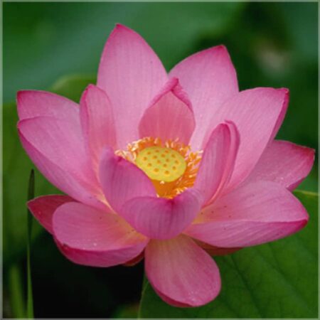 Lotus pink Absolue. Seit einiger Zeit wird aus dem Lotus ein Absolu gewonnen. Duft: warm, balsamisch, würzig und erotisierend.Beim Lotus Absolue heißt es: WENIGER IST MEHR.