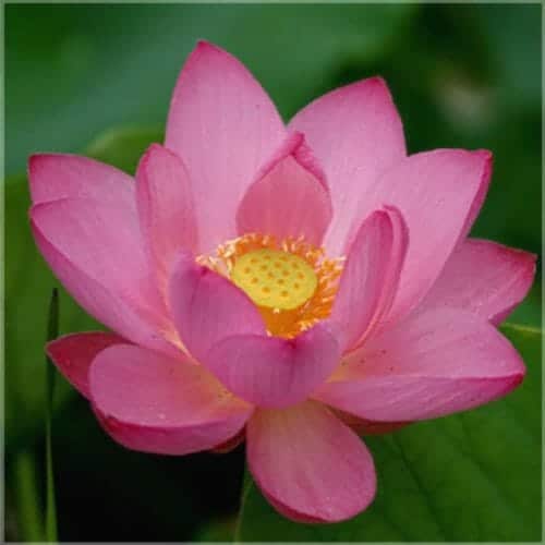 Lotus Absolue. Seit einiger Zeit wird aus dem Lotus ein Absolu gewonnen. Duft: warm, balsamisch, würzig und erotisierend.Beim Lotus Absolue heißt es: WENIGER IST MEHR.