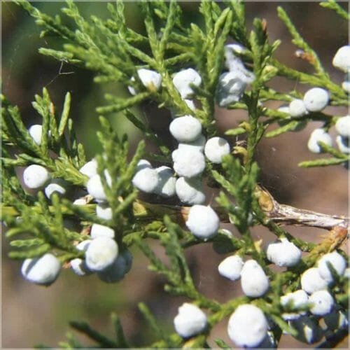 Cedar wood red (virginiacedar) WS ร.theric oil Farfalla,