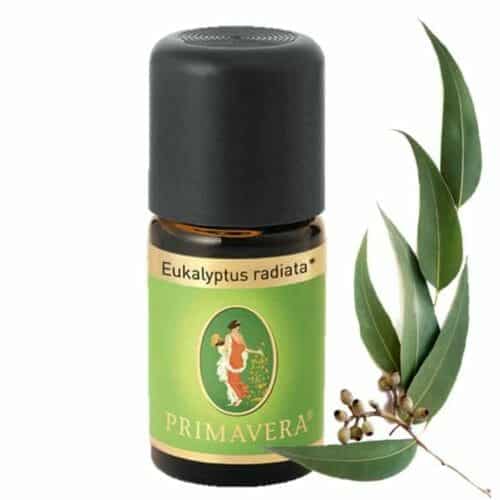 Eukalyptus radiata bio Ätherisches Öl primavera