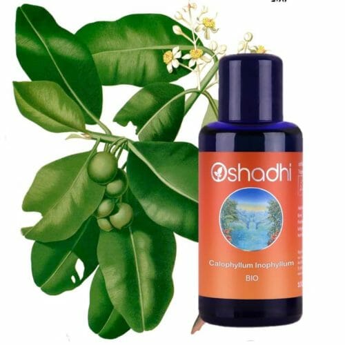 Tamanu oil Calophyllum Inophyllum