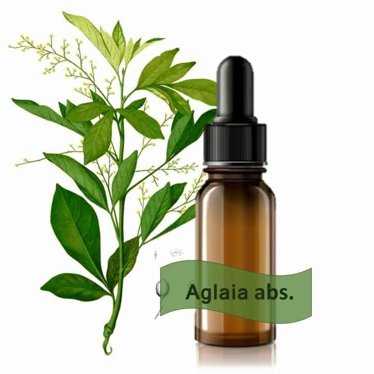 Aglaia odorata Absolue Ätherisches Öl von Maienfelser