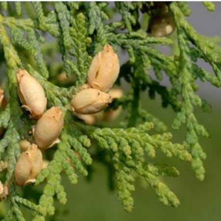 Thuja aetherisches oel oshadhi
