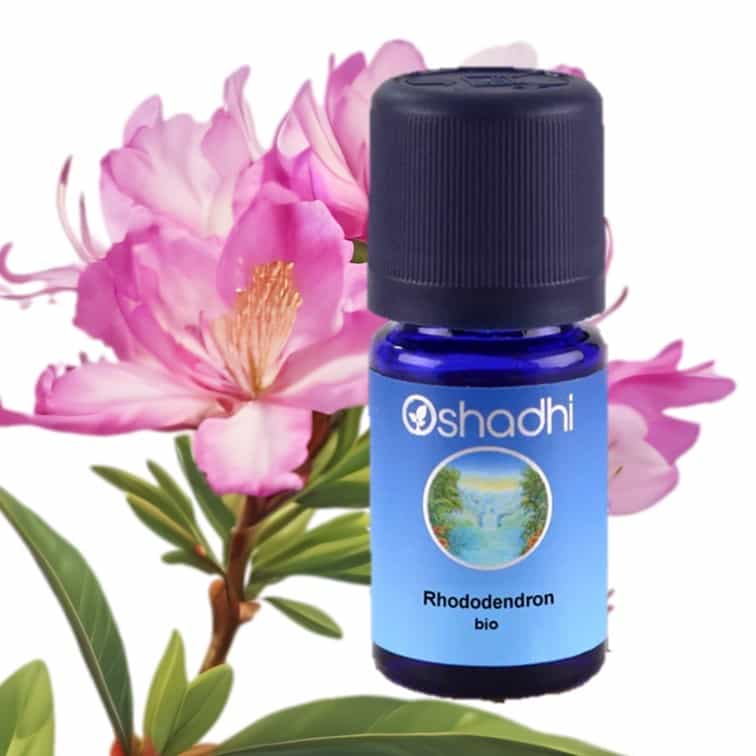 Rhododendron bio Ätherisches Öl oshadhi